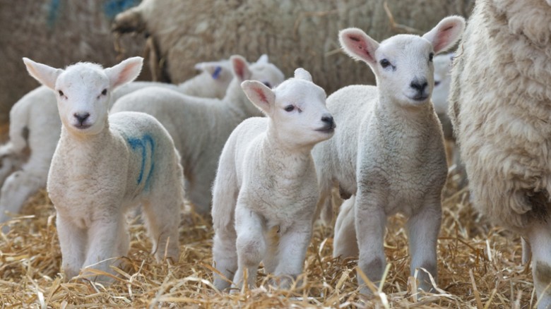 Our Top Tips for Lambing Season